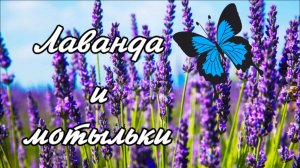 Цветущая лаванда, Яркие мотыльки, Соловьиные трели