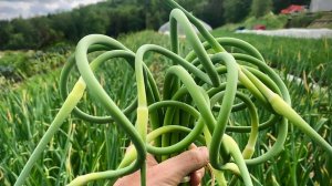 Чесночные стрелки не выбрасываю, готовлю из них полезное средство!!!