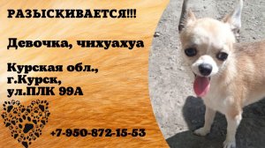 Пропала собака! Девочка, чихуахуа. Курская обл., г.Курск.
