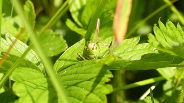В траве сидел кузнечик смотреть онлайн