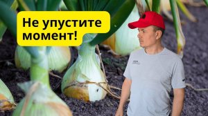 ТРИ главных признака, что лук созрел и его пора убирать!