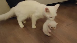 Кошка-мать относит новорожденного котенка обратно на старое место 3