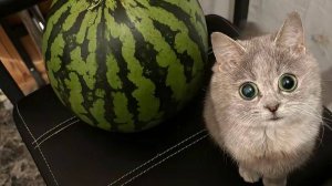 😹 Осторожно, вызывает дикий смех! 😂