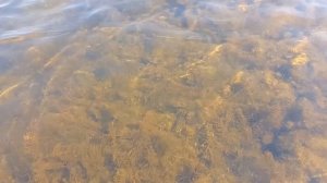 08.07.2025 САМАРА река СОК .