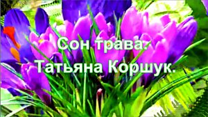 Сон трава. Татьяна Коршук.