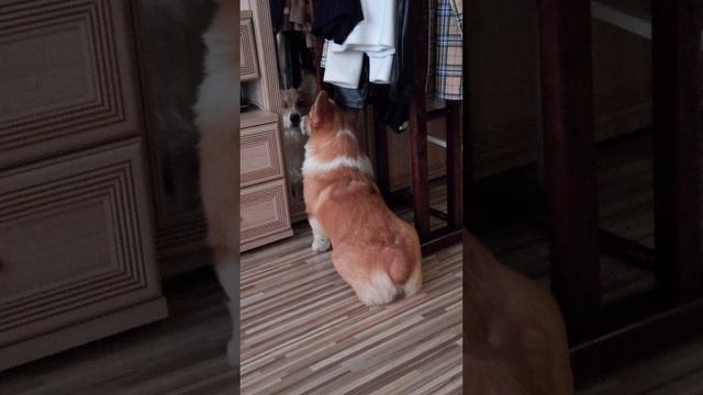 Корги Джек 🐶🦴