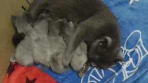 лола бритаеская кошка кормит котят