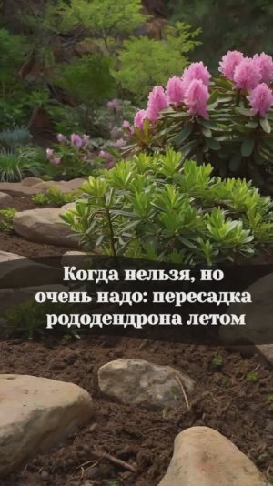 Пересадка рододендрона летом: когда нельзя, но очень надо #рододендрон #shorts