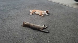 Кошка плашмя лежит на асфальте после жаркого дня, рядом кутёнок пёс