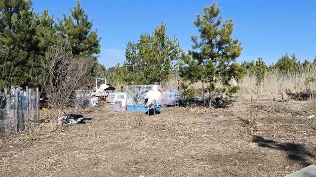 Деликатес для аистов вы такое есть не будете