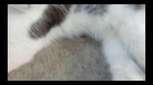 МОЙ КОТ ШОЛТИК