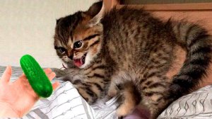 12СМЕШНЫЕ КОТЫ 2025 ЛУЧШИЕ ПРИКОЛЫ С КОТАМИ, КОШКИ, КОТИКИ, СОБАЧКИ, СМЕШНОЕ ВИДЕО
