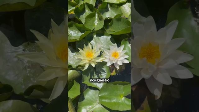 Лотосы и Кувшинки