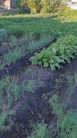 Урожайный огород в деревне 9 июля 2025 года