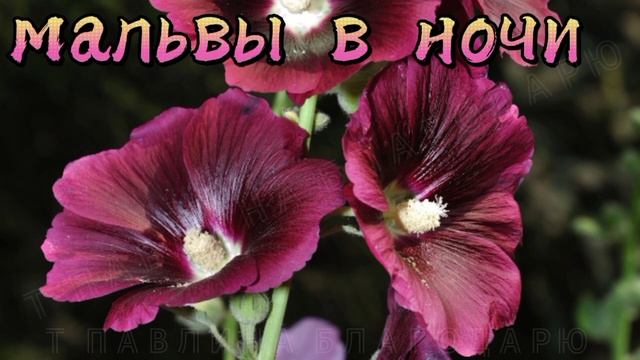 Романтическое свидание.
Мальвы в ночи.