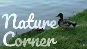 Nature corner