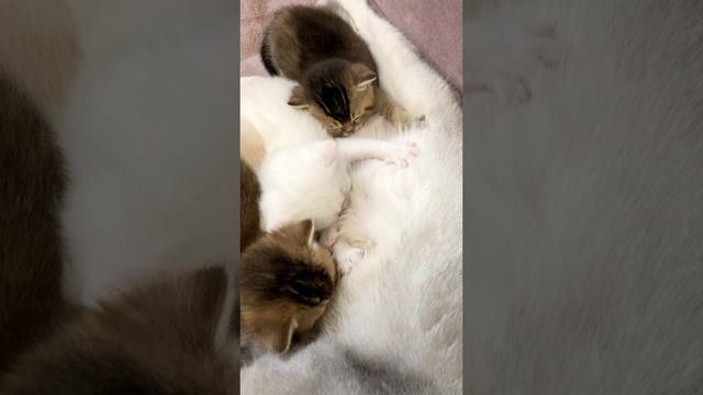 Котятам кошки Кайли 25 дней.