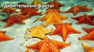 🎥 Морские звёзды – инопланетные существа Земли? 🌊⭐
