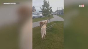 Пара алабаев держит в страхе жителей микрорайона в Нижнем Новгороде / События на ТВЦ