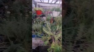 Оформляю палисадник в стиле " Беззаботный сад"! Злаки и многолетка!