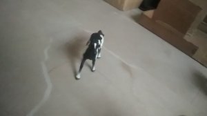 Тренировка коричневой