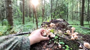 💥СЕНСАЦИЯ!🍄ОПЯТА ПОПЁРЛИ В ЖАРУ👉ПОДМОСКОВЬЕ 9 ИЮЛЯ 2025🍄ВСЕ В ЛЕС ЗА ГРИБАМИ!!!