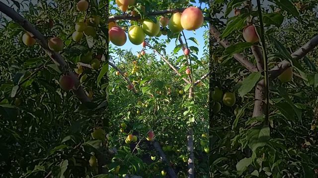Алыча Кубанская комета