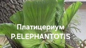 Платицериум P.ELEPHANTOTIS