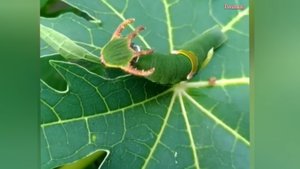 НА СВОБОДУ с ЧИСТОЙ СОВЕСТЬЮ и ДРУГИЕ