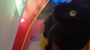 Сам достал,сам залез..Чуча самостоятельный кот!🐈⬛