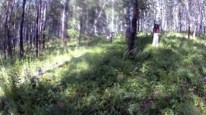 Ягоды в березнике