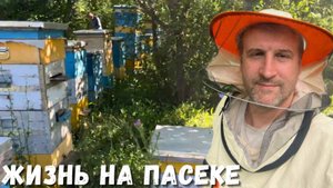 Пчеловодство в июле: жизнь на пасеке и работа пчёл!