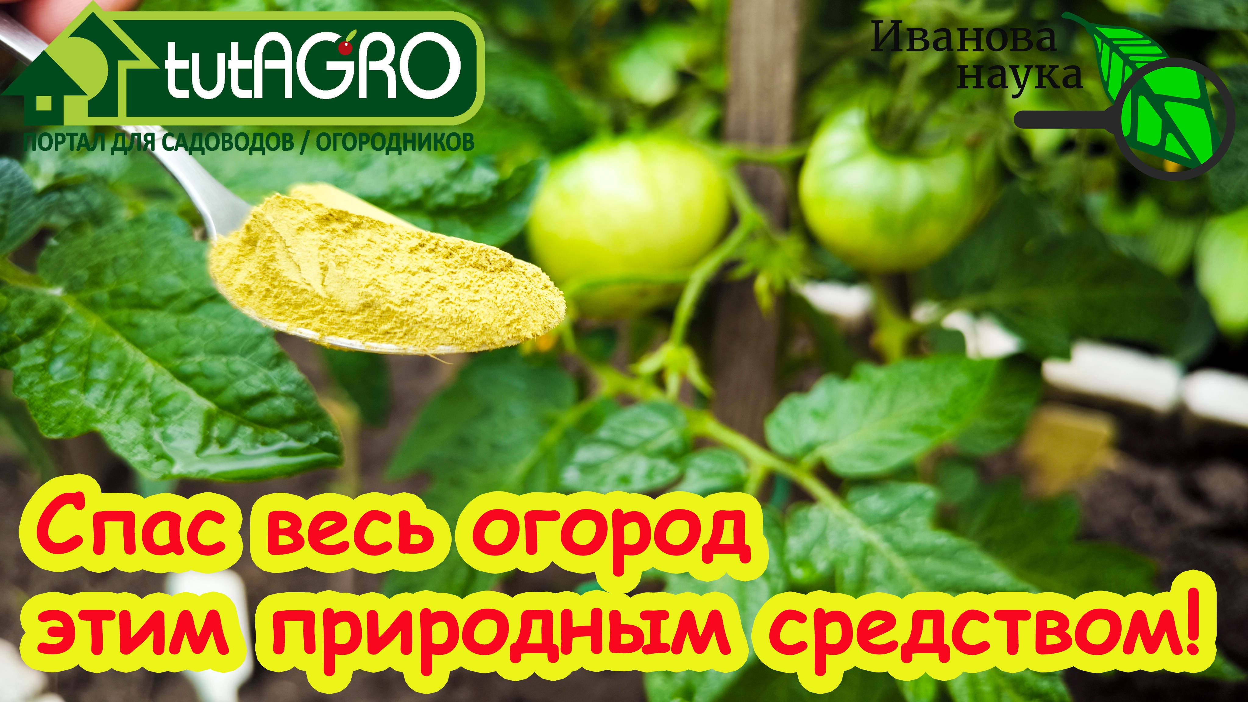 НАТУРАЛЬНАЯ ОБРАБОТКА ОТ ФИТОФТОРЫ и ПЕРОНОСПОРОЗА:без кефира и йода! Даже белокрылка улетает прочь.