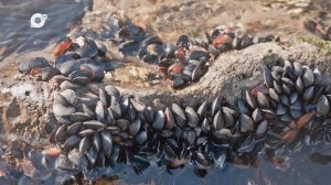 Морская / Вершина для Брата / 10.07.25