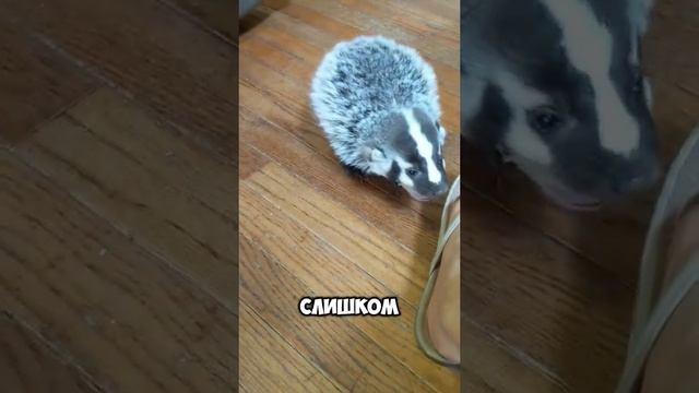 Животные приколы и не только