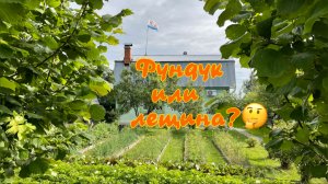 Фундук или лещина, вот в чем вопрос!