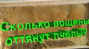 Секреты продуктивности: сколько вощины дают 100 семей при взятке? Мнение Кашковского