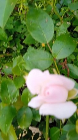VID_20250710_065444.mp4