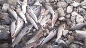 ХАРИУС Атакует БАЛДА РУЛИТ!!! Ведро Хариуса с ОДНОГО ЗОЛОТОГО места реки Тайги Сибири Рыбалка 2025