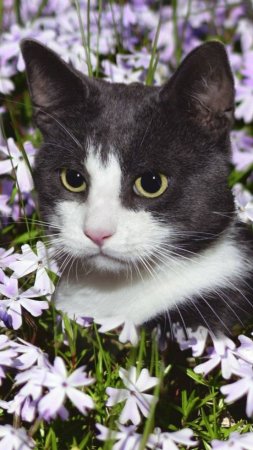 Кошак.