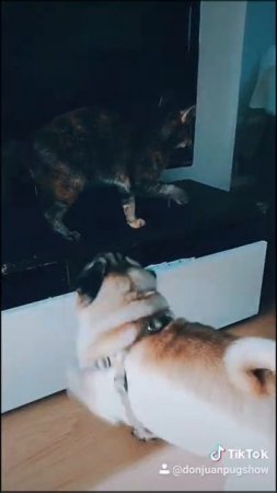Stop! Don't tuch me there! Мопс Дон Хуан и кошка Фрея