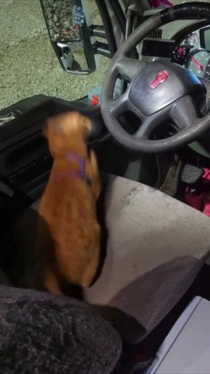 #кот #тачки