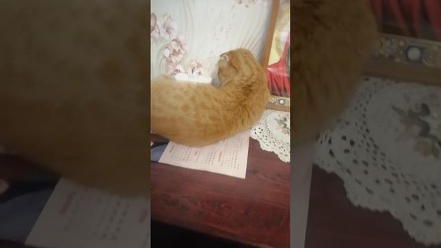 Мой любимый котик