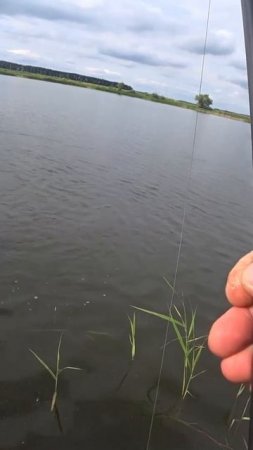 Рыбалка на толстолобика