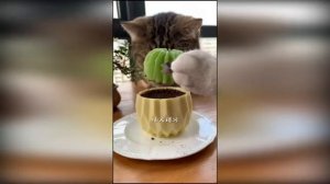 смешные котики/новые видео приколы/юмор/
