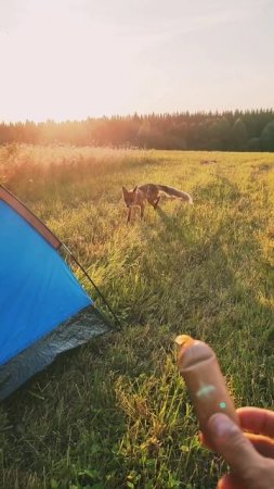 Встретил лису в лесу на природе #природа #лес #лето #Красиво