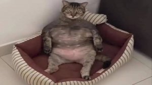 СМЕШНЫЕ КОТЫ 2025 ЛУЧШИЕ ПРИКОЛЫ С КОТАМИ, КОШКИ, КОТИКИ, СОБАЧКИ, СМЕШНОЕ ВИДЕО