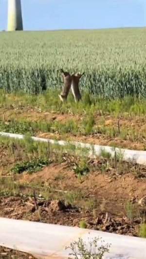 VID_20250710_092639_271.mp4