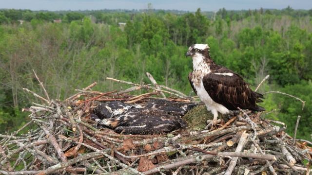 Гнездо Скопы после сильного Дождя