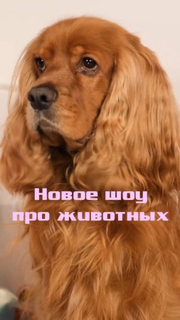 КУСЬ-ШОУ НОВЫЙ СЕЗОН! Ждёте?